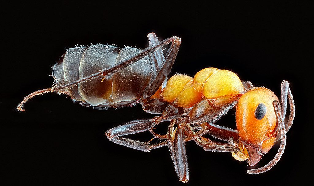 Ant Control service in Royal Oak, MI