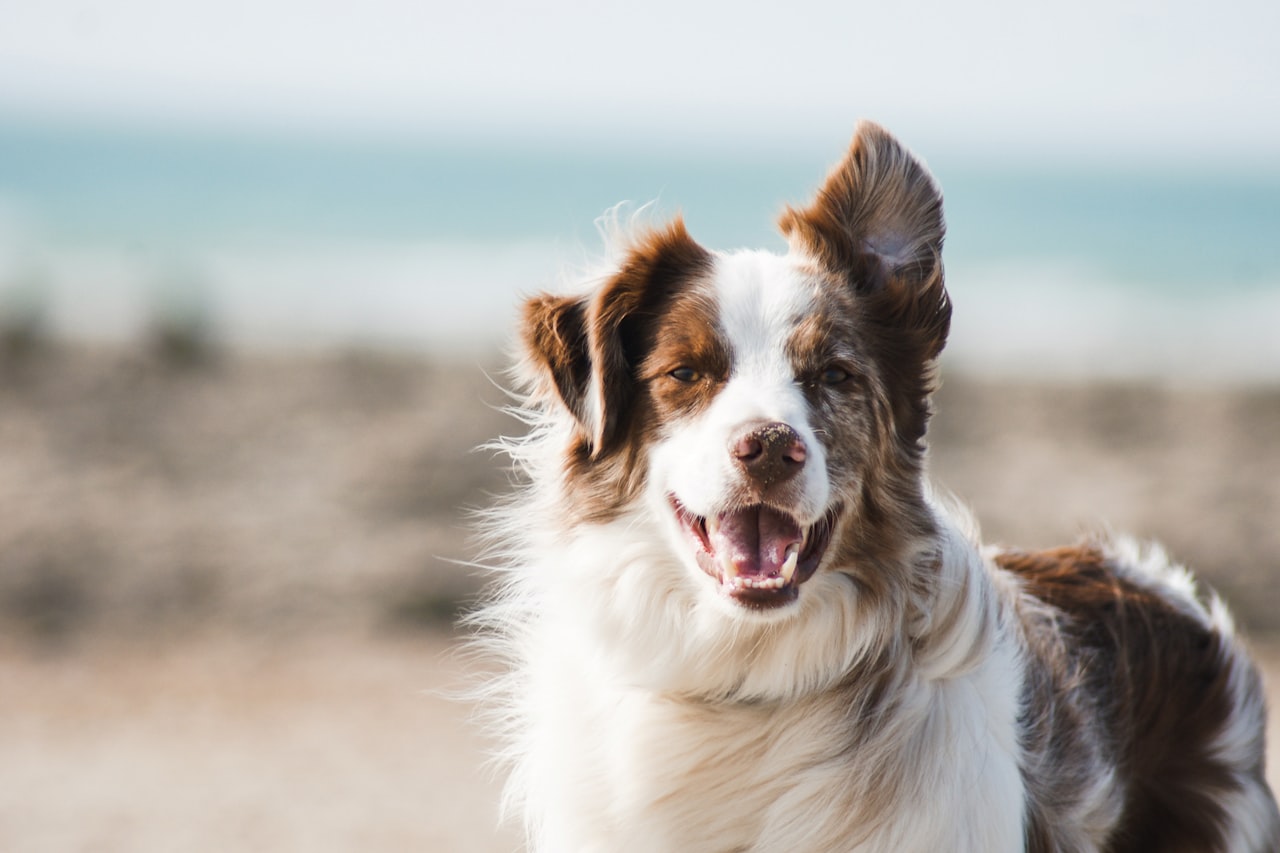 Flea & Tick Control service in Royal Oak, MI