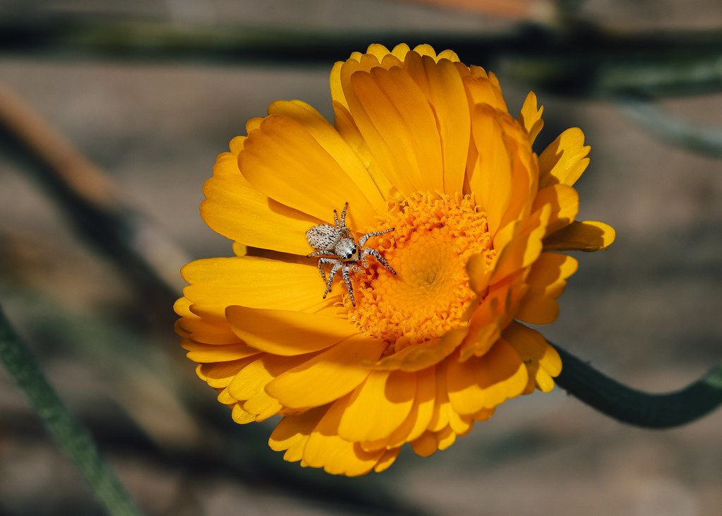 Spider Control service in Royal Oak, MI